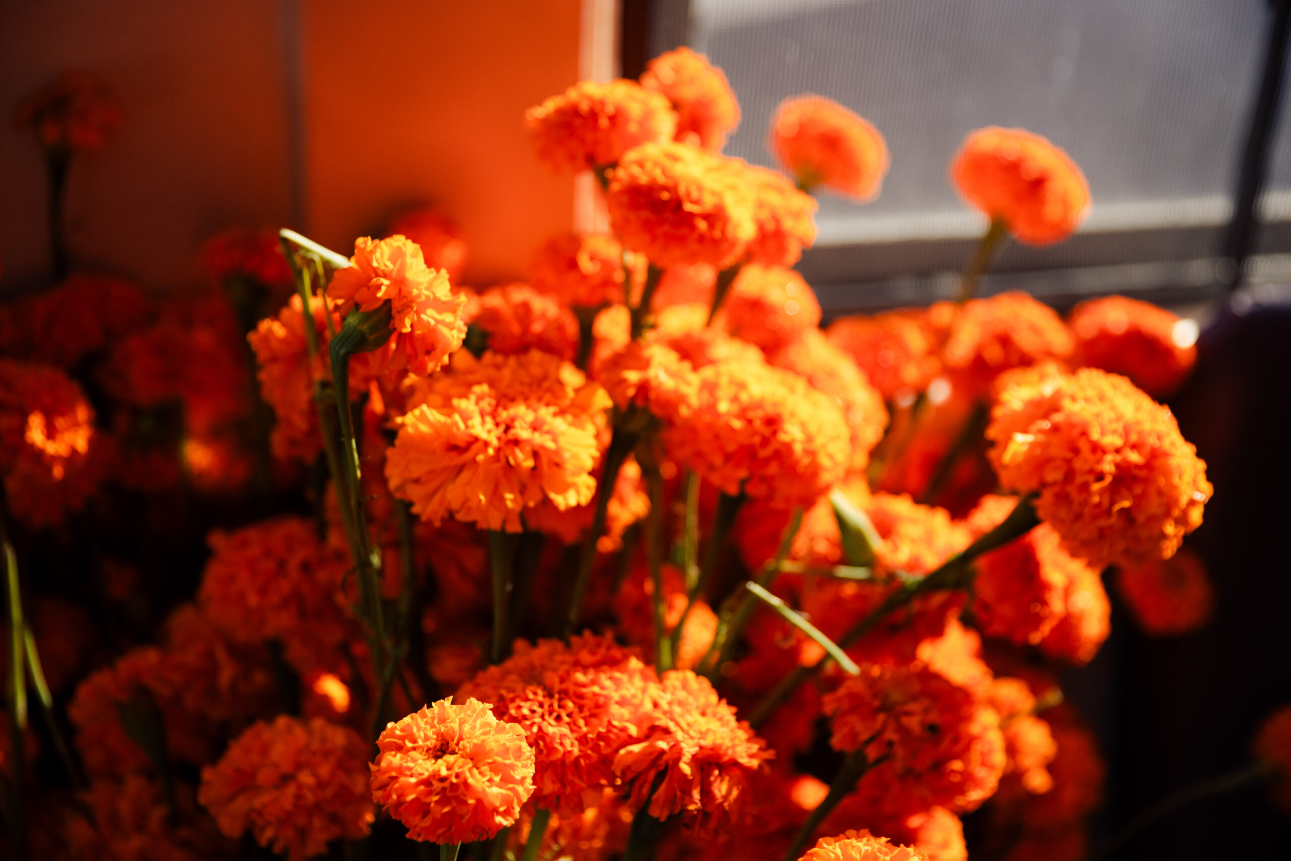 A vibrant bouquet of fluffy orange marigolds is illuminated by warm sunlight, with some stems leaning against a sunlit window. The flowers create a striking and cheerful display.